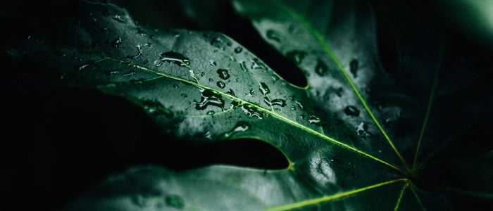 PALO IT Thailand Climate Action: Sustainable IT